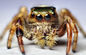 Meet Kim, The World's First "Pet" Spider That Jumps On Demand